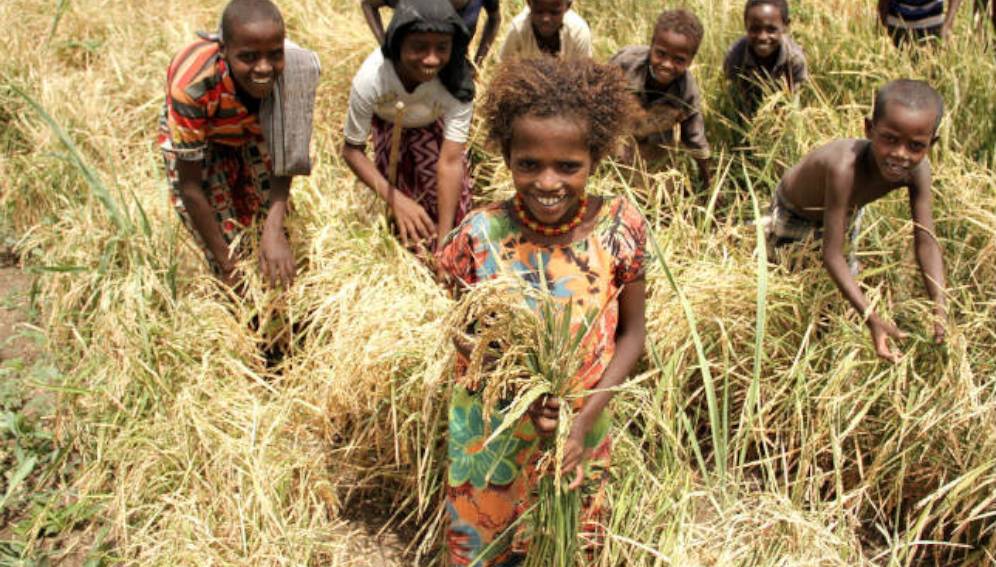 Des enfants dans un champ en Afrique. © Flickr/FAO of the UN