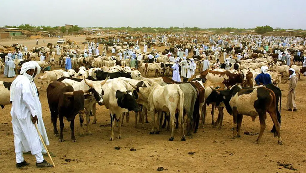 Des éleveurs de bétail, au Tchad AFP PHOTO DESIREY MINKOH