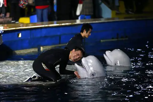 After Living in China for 15 years, Beluga whales will start journey back to Iceland
