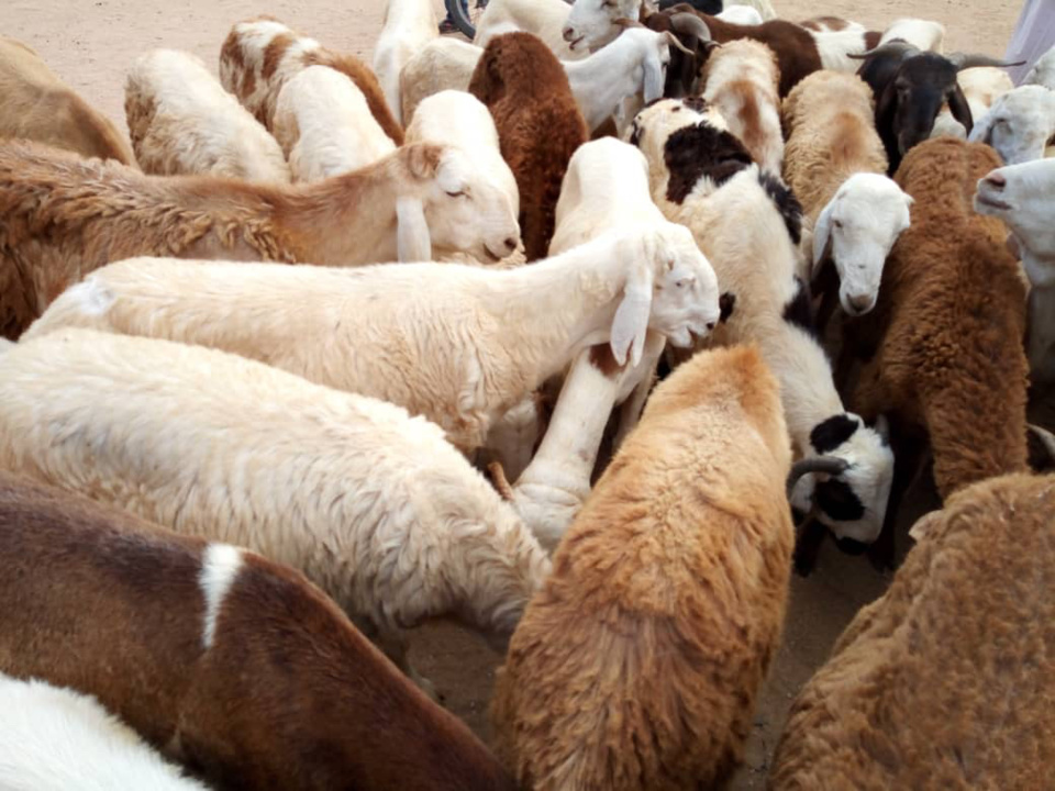 Des moutons en vente dans un marché à bétail au Tchad. © AlWihda Info