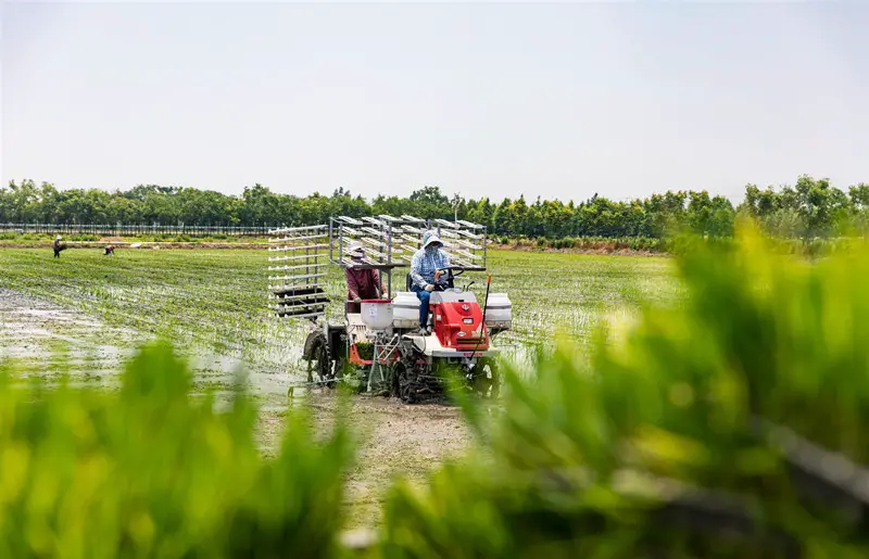 On June 24, 2019, in the comprehensive green test area for rice high-efficiency technology innovation in Yazhou Modern Agriculture Park, Hai’an City, Jiangsu Province, the staff were working on transplanting. (Photo by Zhai Huiyong from People’s Daily Online)
