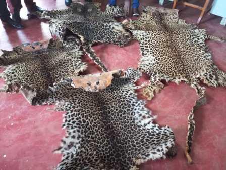 Des peaux de léopard saisies