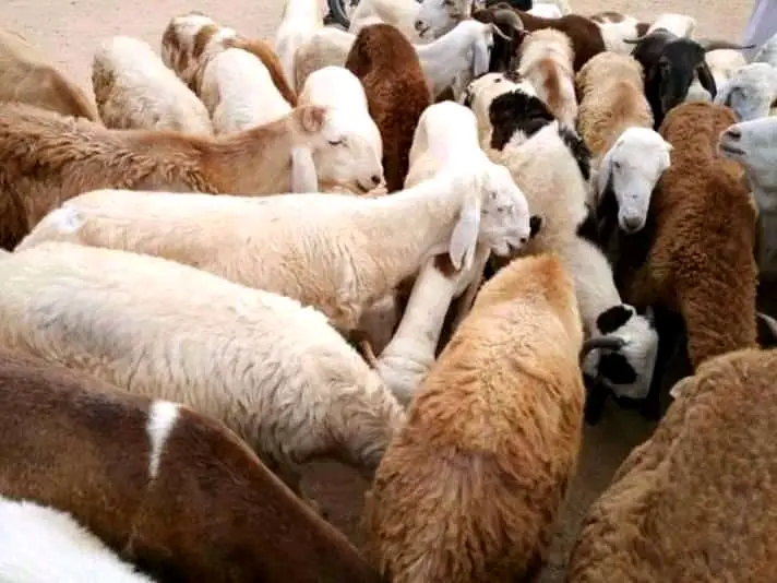 Tchad : le prix du mouton en hausse à l'approche de la fête de Tabaski. © Alwihda Info