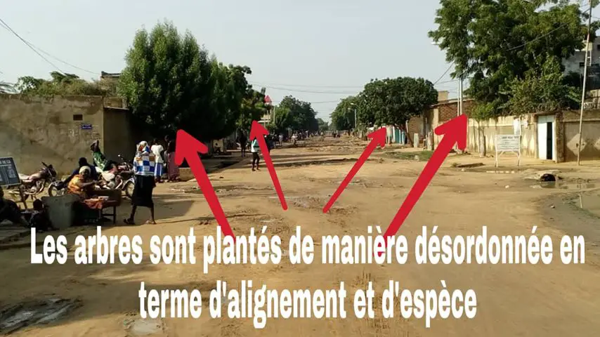 Tchad : comment réussir la semaine de l'arbre en 4 points