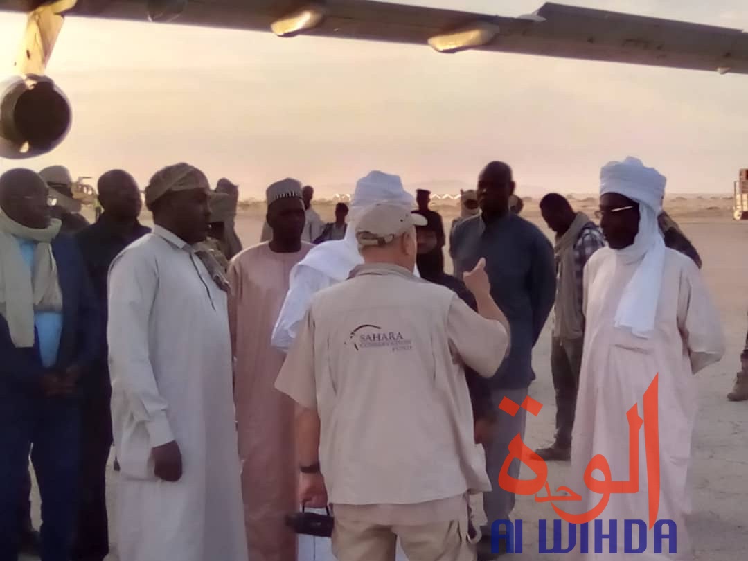 Tchad : un avion cargo transportant des oryx et addax se pose à l'aéroport d'Abéché. © Alwihda Info