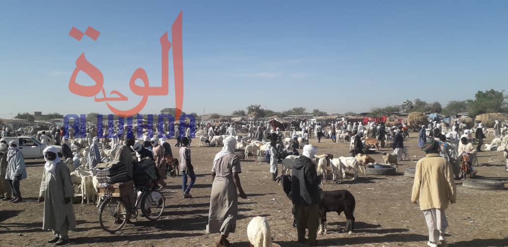 Le marché à bétail de Diguel -Souk khanam- à N'Djamena, le 2 décembre 2019. © Alwihda Info/D.H.K.