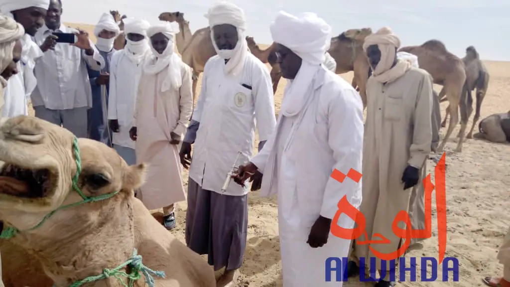 Tchad : vaccination du bétail contre les maladies épidémiologiques au Borkou. © Alwihda Info/A.A.A.