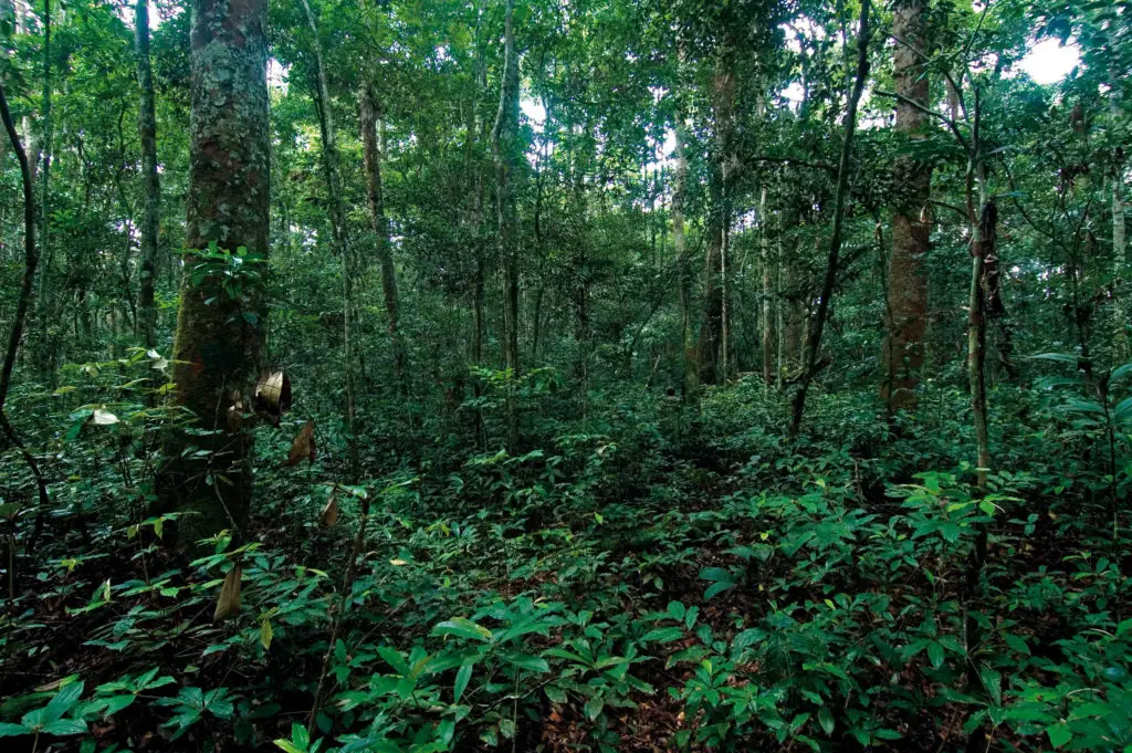 Côte d'Ivoire/Gestion des ressources naturelles : Un inventaire forestier et faunique en cours pour l'évaluation des politiques publiques
