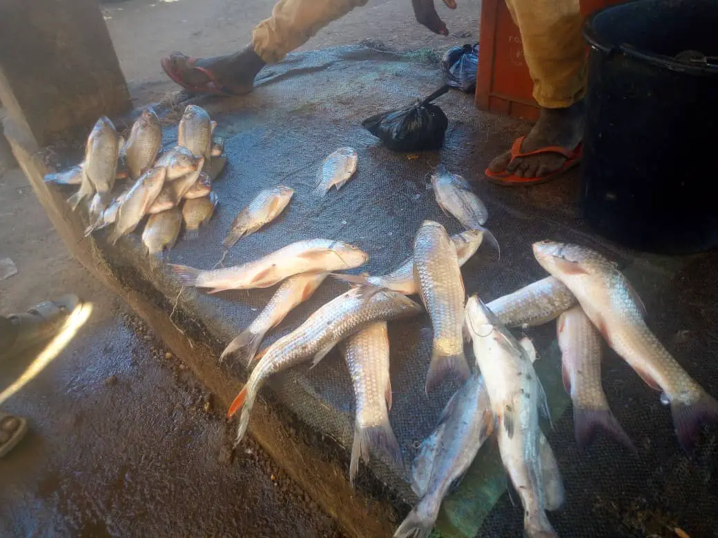 Tchad : grève des vendeurs de poisson à Pala