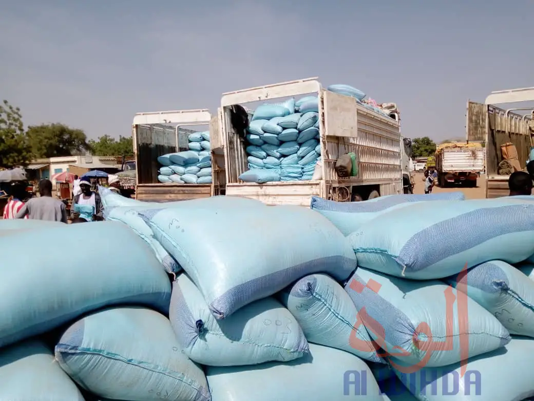 Tchad : à l'Est, le sésame s'exporte jusqu'au Soudan. © Alwihda Info
