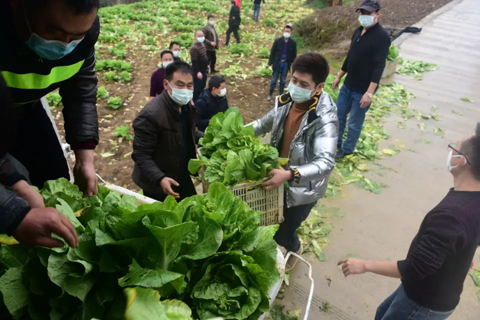 On February 2, 2020, in the official room team of Liuchi Village, Shadi Township, Enshi City, Hubei Province, in order to support the front line of epidemic resistance, villagers in Liuchi Village spontaneously organized picking vegetables for the anti-epidemic medical staff and shipped to Enshi Prefecture Central hospital. (Photo by Yan Peng from People’s Daily Online)