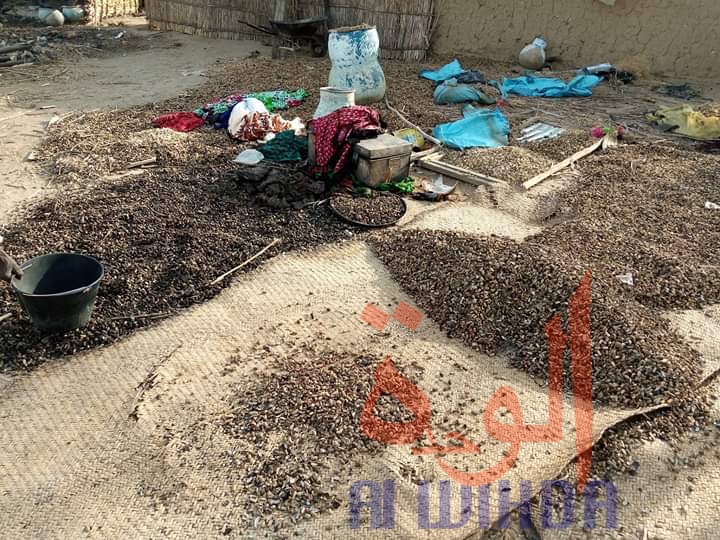 Tchad : un incendie ravage quatre concessions à Abéché Tchad : un incendie ravage quatre concessions à Abéché