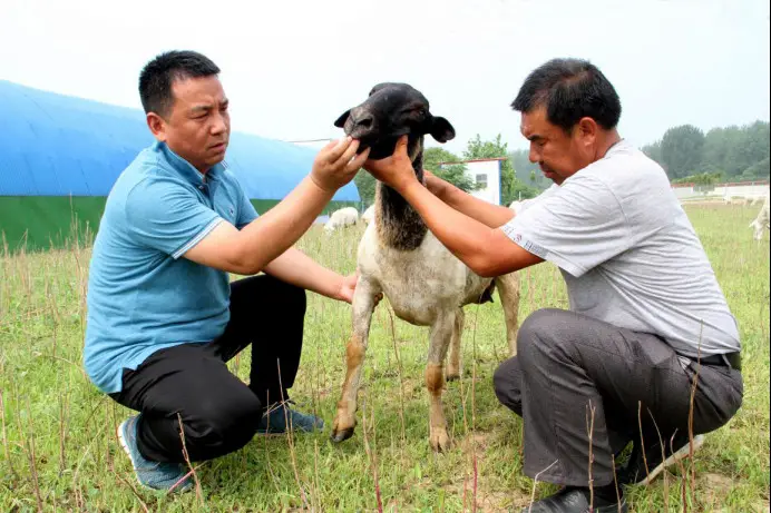 Zhang Zijun (left) checks a lamb with a farmer. Photo from Anhui Agricultural University