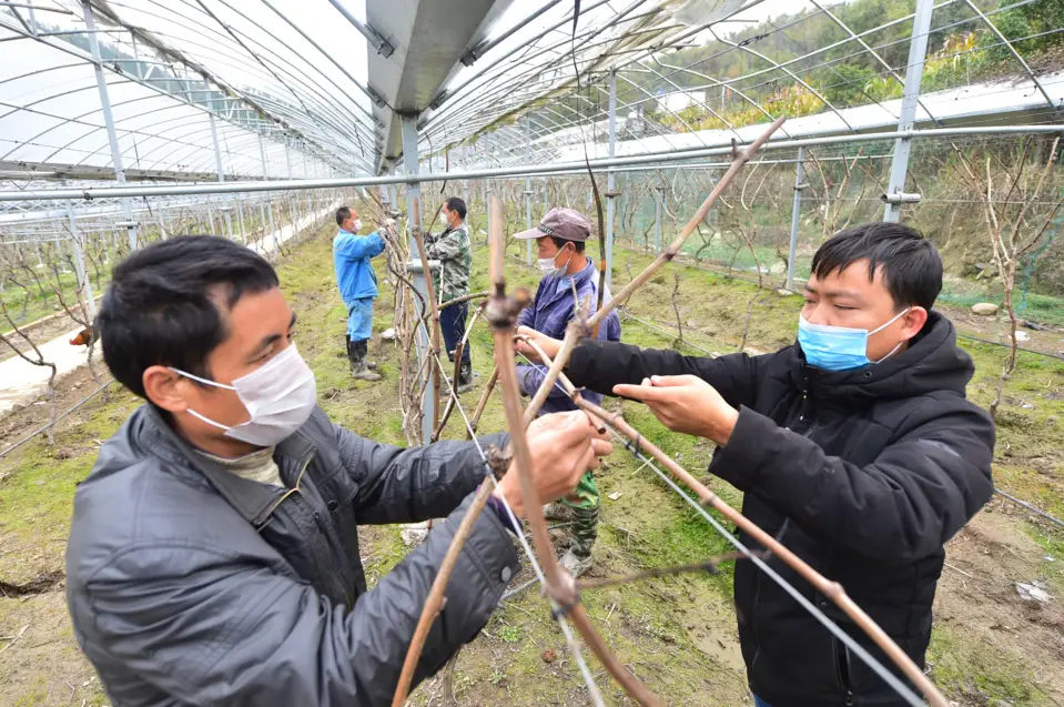 Villagers and impoverished people from Dongchang village who work for a nearby vineyard fix grape vine, March 2. (Photo by Yu Yunliang, People’s Daily Online)