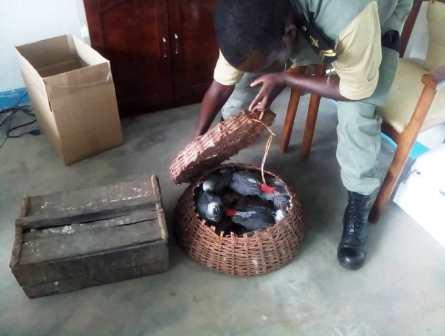 Cameroun : des trafiquants d'espèces sauvages devant les tribunaux