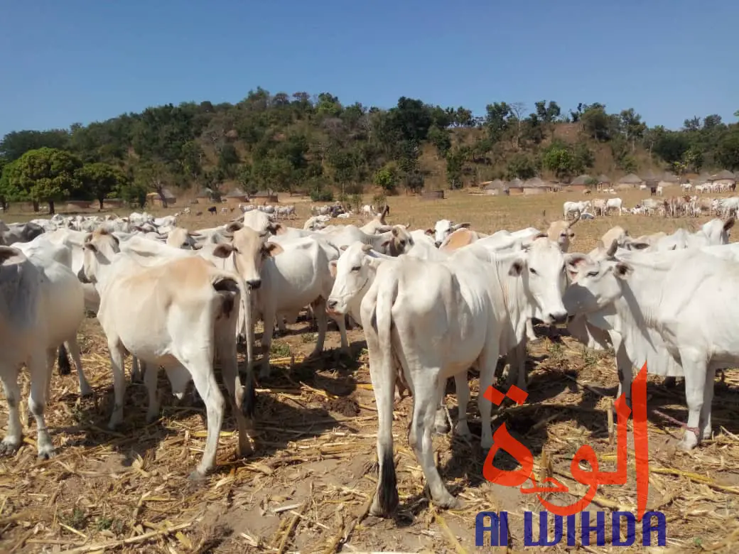 Un troupeau de boeufs au Mayo Kebbi Ouest. © Foka Mapagne/Alwihda Info