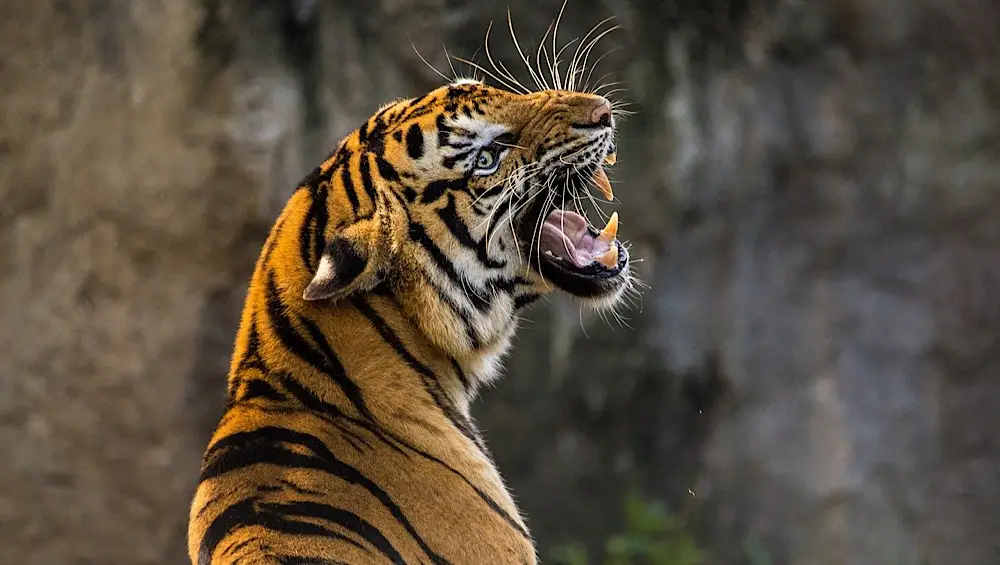 Un tigre. Illustration. © DR