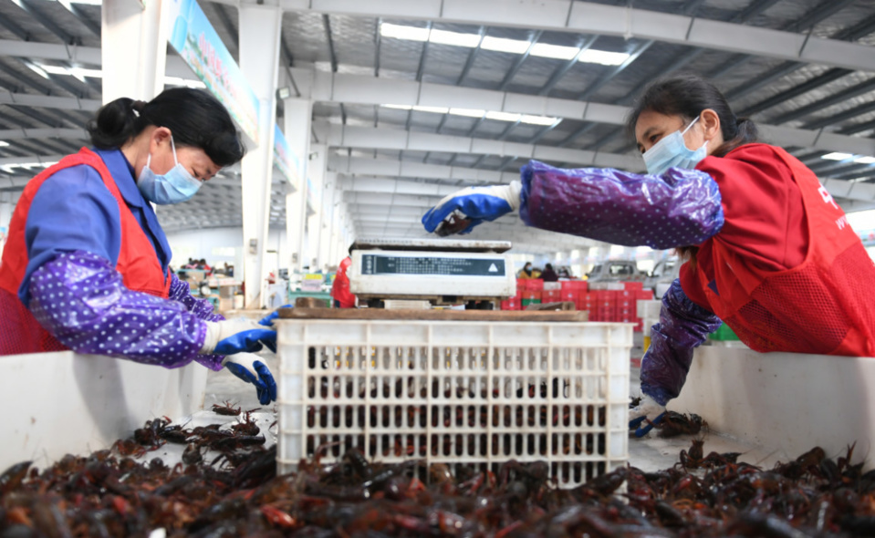 Employees sort crayfish at a crayfish trading center in Qianjiang city, central China’s Hubei province, March 17. Wu Yanjun/ People’s Daily Online
