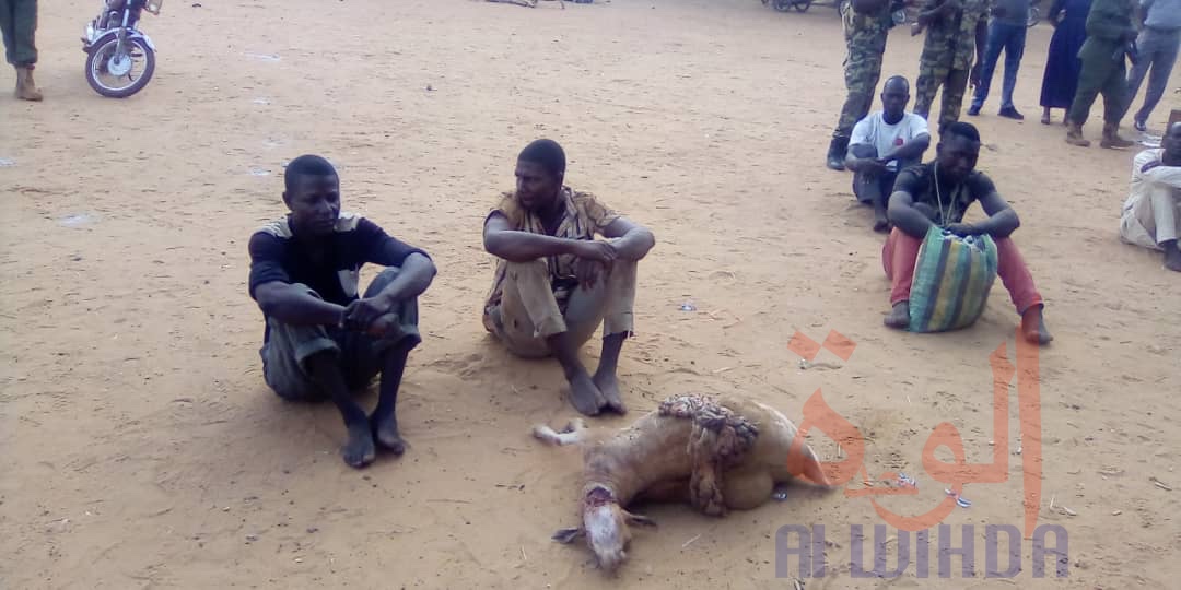 Tchad : 18 présumés malfrats arrêtés au Mayo Kebbi Ouest. © Foka Mapagne/Alwihda Info Tchad : 18 présumés malfrats arrêtés au Mayo Kebbi Ouest. © Foka Mapagne/Alwihda Info