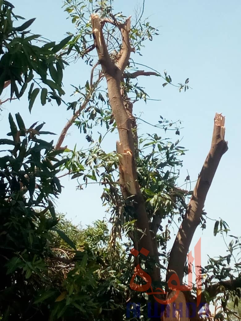Tchad : au Guéra, importants dégâts dans un village après des intempéries Tchad : au Guéra, importants dégâts dans un village après des intempéries