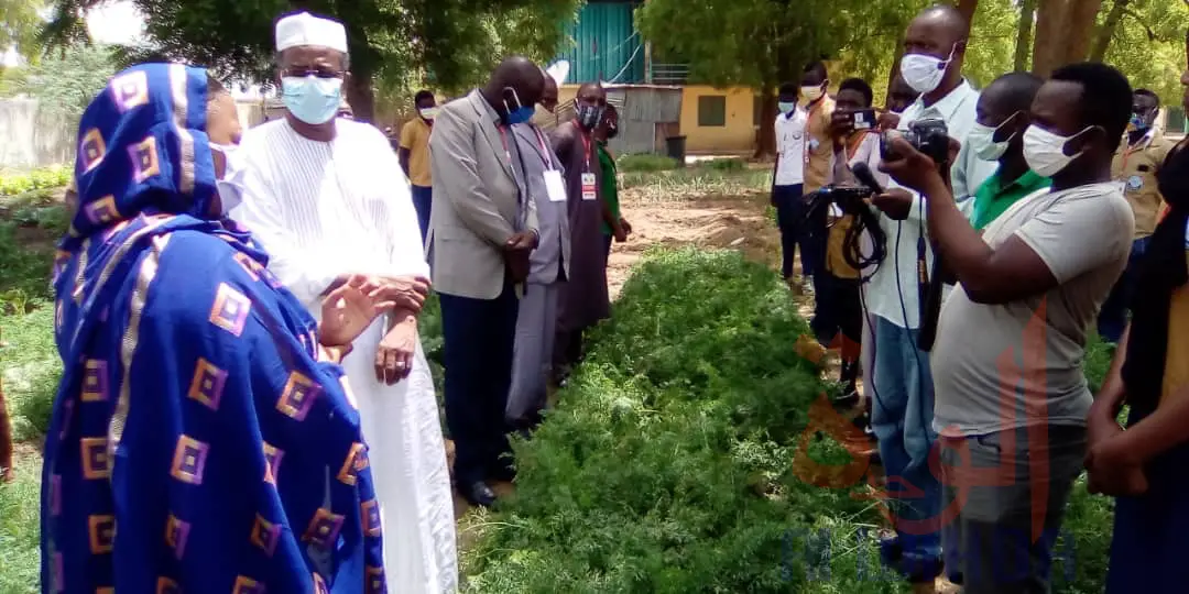 Tchad : l'heure de la récolte pour les jardins potagers du projet AyA