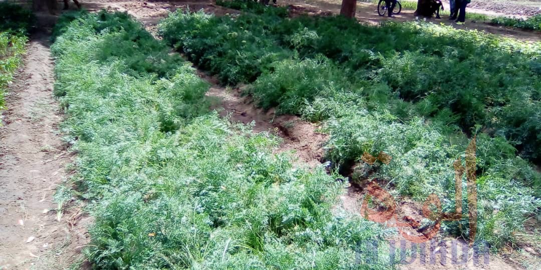 Tchad : l'heure de la récolte pour les jardins potagers du projet AyA