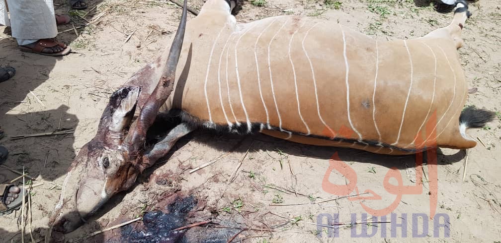 Tchad : deux antilopes chevalines tuées à Kélo, 58 arrestations. © Denis Mbairemadji Axel/Alwihda Info