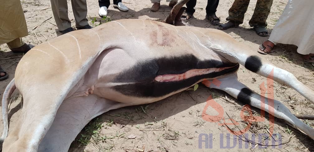Tchad : deux antilopes chevalines tuées à Kélo, 58 arrestations. © Denis Mbairemadji Axel/Alwihda Info