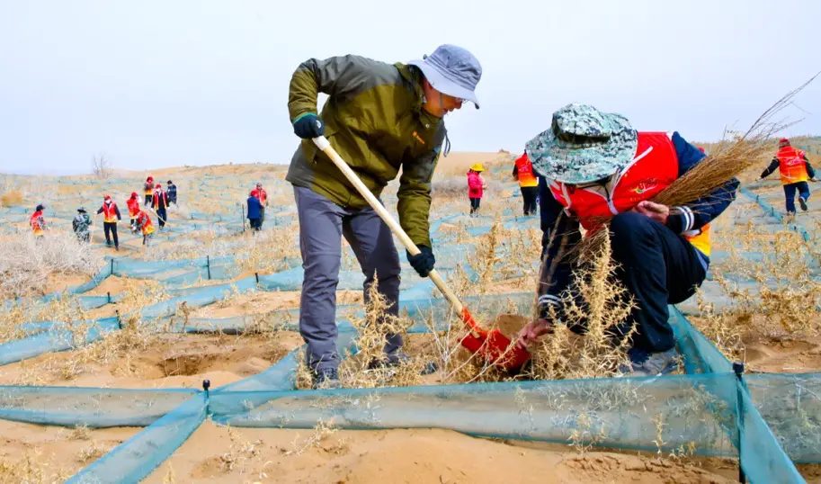 Photo shows citizens of Linze county, Zhangye, Gansu Province planting saxaul trees (haloxylon ammondendron) on March 12. Photo by Wang Jiang/People’s Daily Online