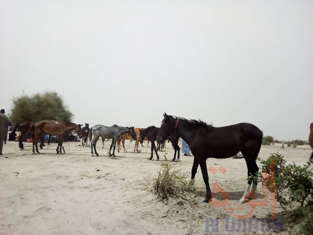Tchad - Covid-19 : au Hadjer Lamis, une sensibilisation de proximité dans les villages