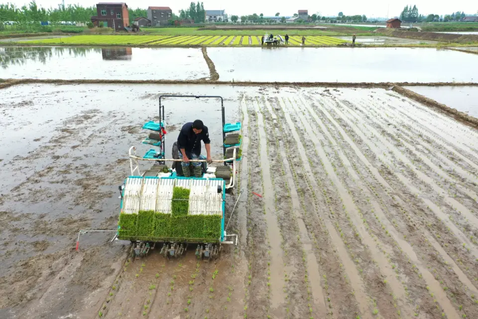 A farmer transplants early rice with a rice transplanter in Renhe village, Xiaodukou town, Lixian county, Hunan province on April 22. Photo by Bai Yipu/ People’s Daily Online