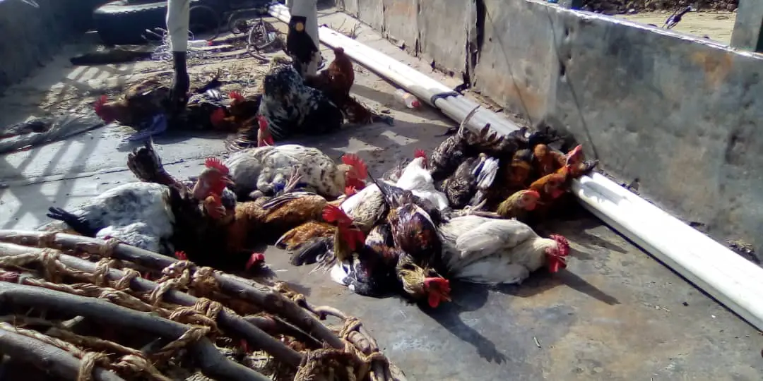 Tchad : à N'Djamena, le prix des volailles de plus en plus cher pour les consommateurs. © Mahamat Abdramane Ali Kitire/Alwihda Info