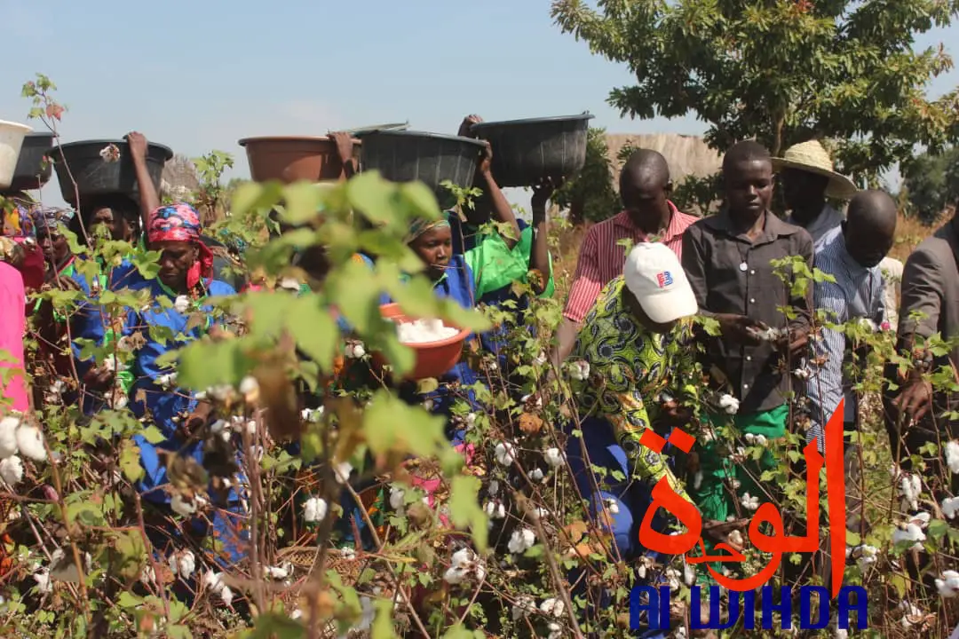 Une récolte de coton dans le champ présidentiel au Sud du Tchad. © Golmem Ali/Alwihda Info