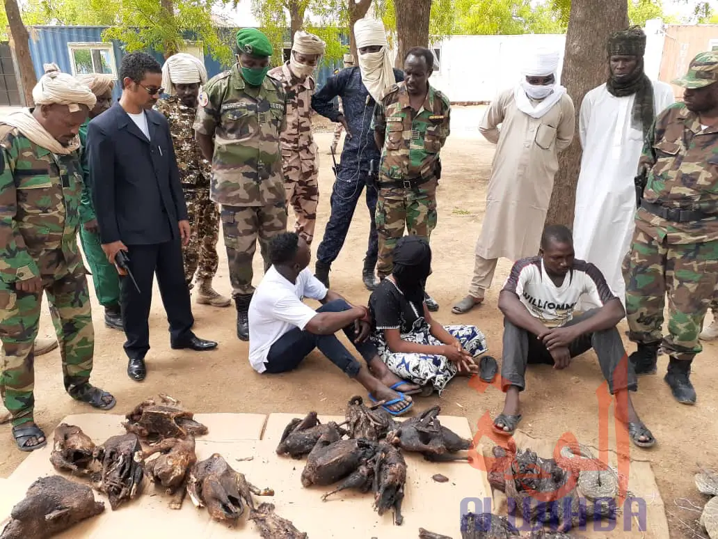 Tchad : des animaux sauvages empoisonnés et vendus, trois individus arrêtés à N'Djamena