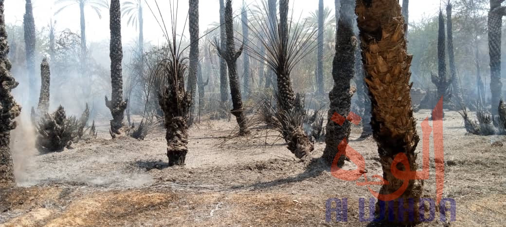 Tchad : des palmeraies ravagées par un incendie à Faya