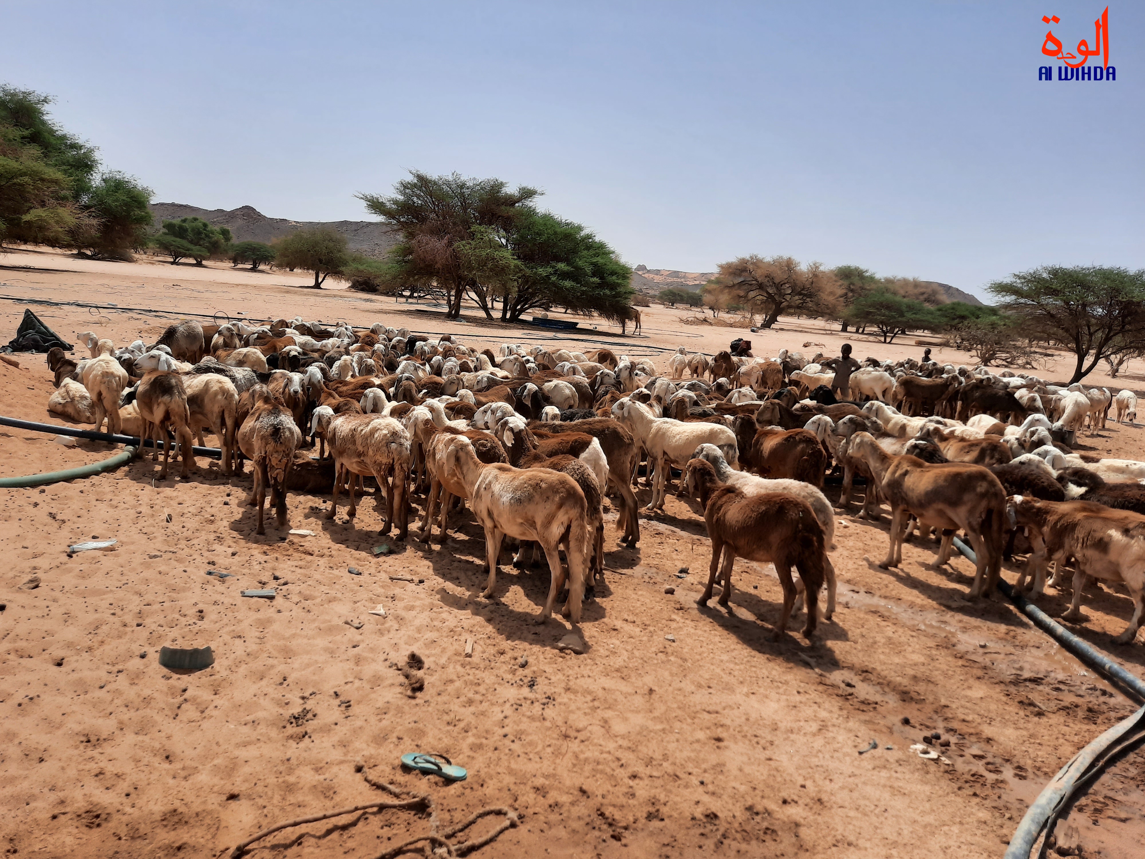 Tchad : à Amdjarass, la STE construit 6 forages pour renforcer la production d'eau potable. © Djimet Wiche/Alwihda Info