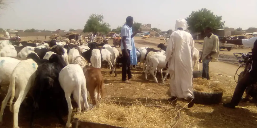 Tchad : hausse des prix de moutons à l'approche de l'Aïd el-Kebir. © Mahamat Abdramane Ali Kitire/Alwihda Info