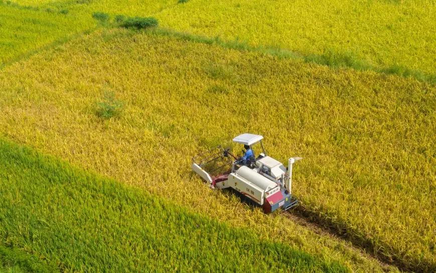 Farmers gather grain with a harvester at Taiping village, Quanzhou, Southeast China’s Fujian Province on July 20. Photo by Kang Qingping/People’s Daily Online