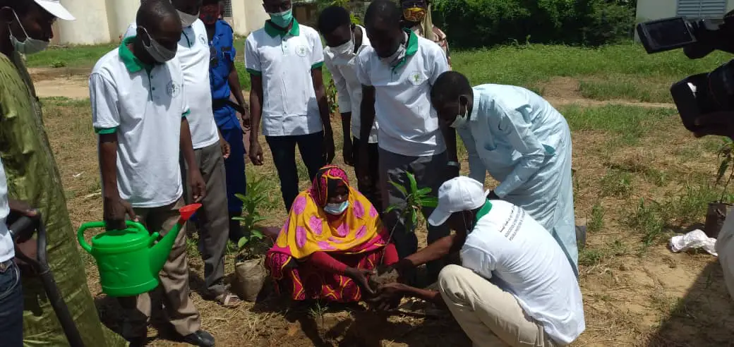 Tchad : Green Earth a planté plus de 3000 arbres en deux semaines à N'Djamena. © Malick Mahamat/Alwihda Info
