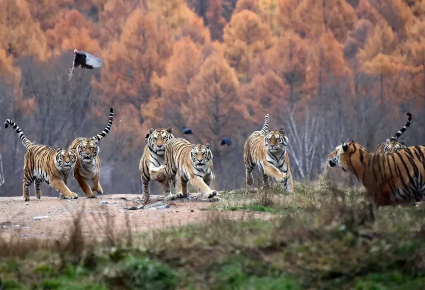 Photo shows tigers trying to catch a guinea fowl in a tiger zoo in Hengdaohezi township, Hailin, northeast China’s Heilongjiang province. (Photo by Zhao Riwei/People’s Daily Online)
