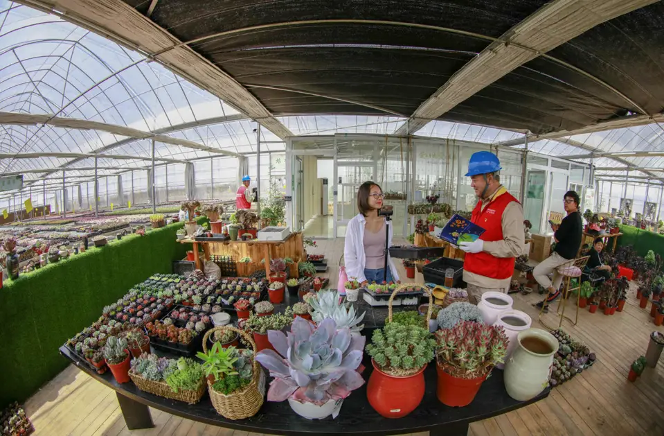 On May 21, 2019, Han Xiaowen, a popular livestreamer, sells succulent plants via livestreaming at an agricultural demonstration park in Gengche township, Suqian, east China’s Jiangsu province. (Photo by Zhang Lianhua/People’s Daily Online)