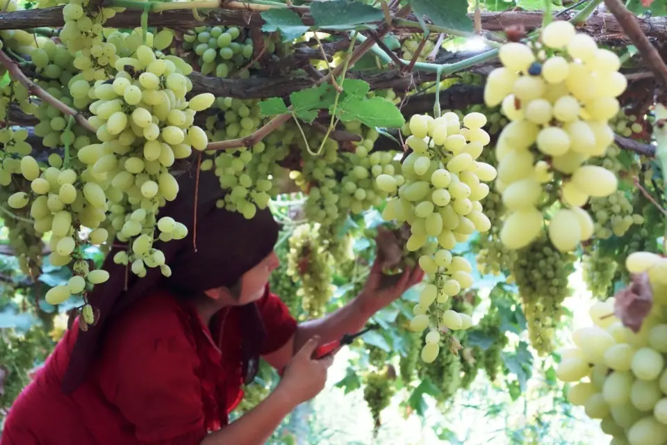 White grapes hang on trellis in Turpan, northwest China's Xinjiang Uygur Autonomous Region. Photo by Jiang Xiaoming/People's Daily Online
