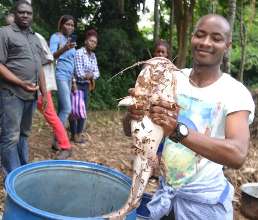 Cameroun/Pisciculture : Endinding livre le poisson de ses étangs