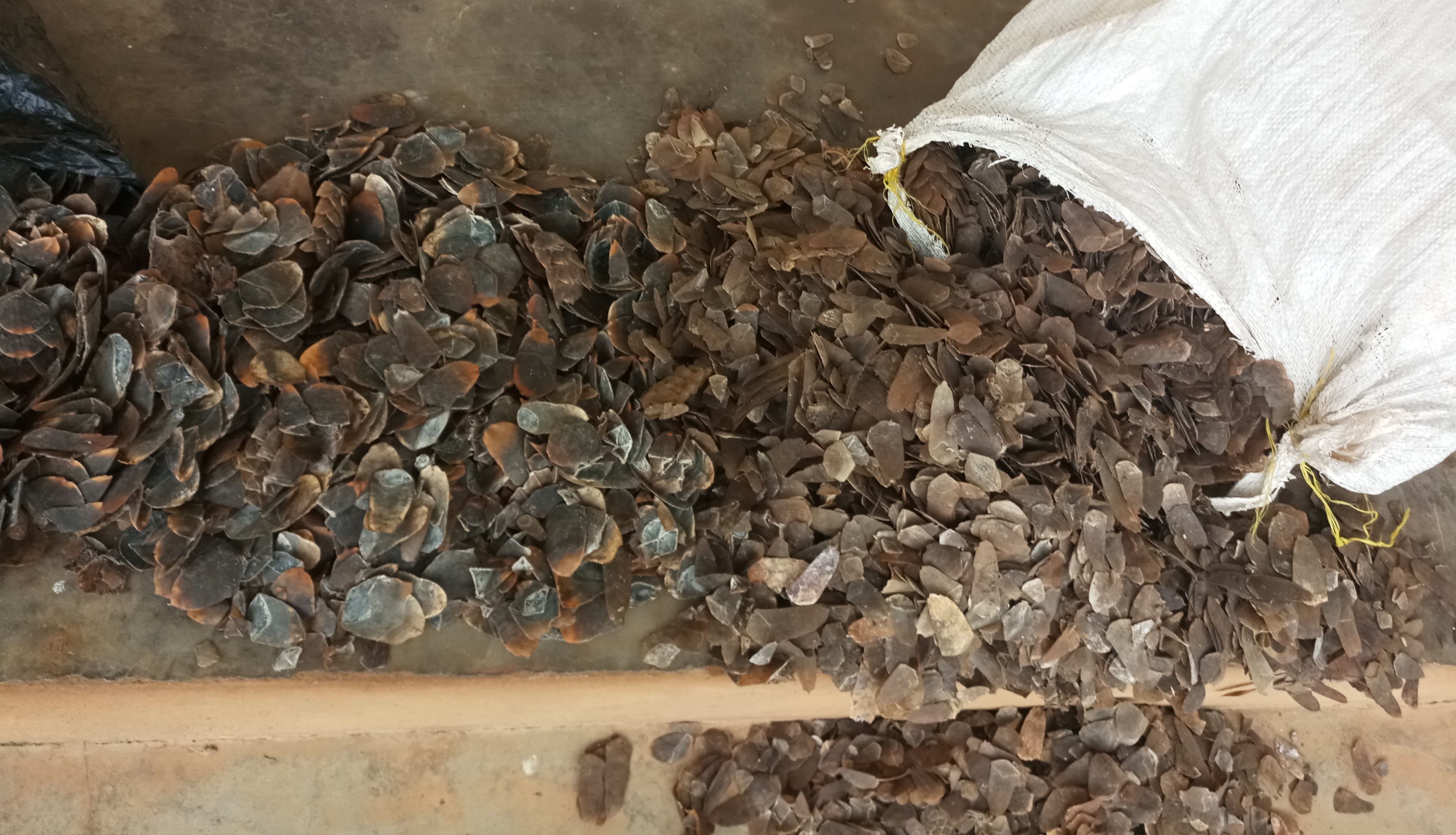 Les écailles de pangolin saisies.