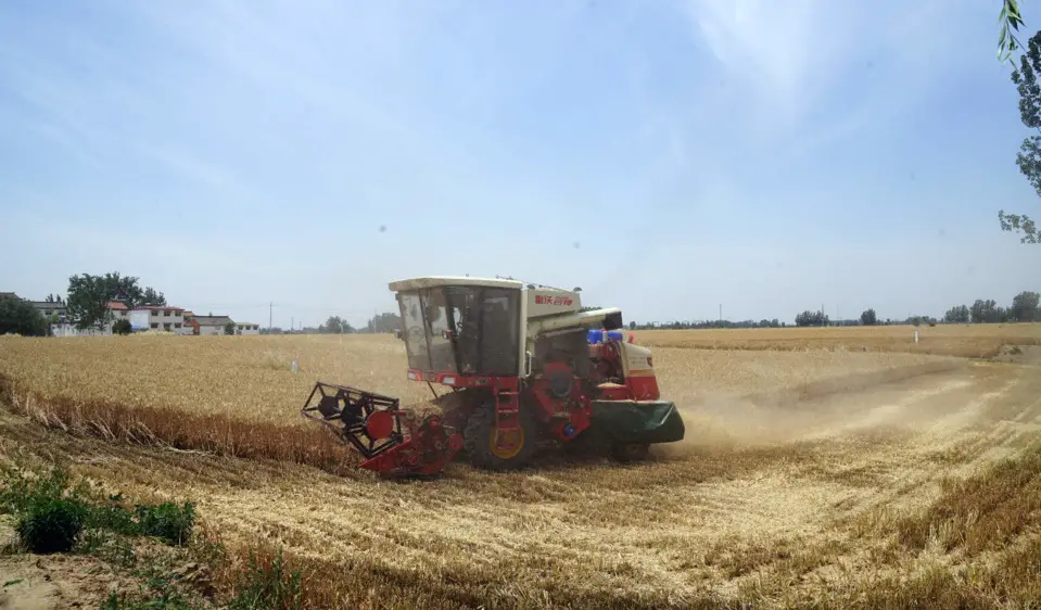 A harvesting machine works in a field in Xihua county, Zhoukou, central China’s Henan province, May 28. Photo by Jin Yuequan, People’s Daily Online
