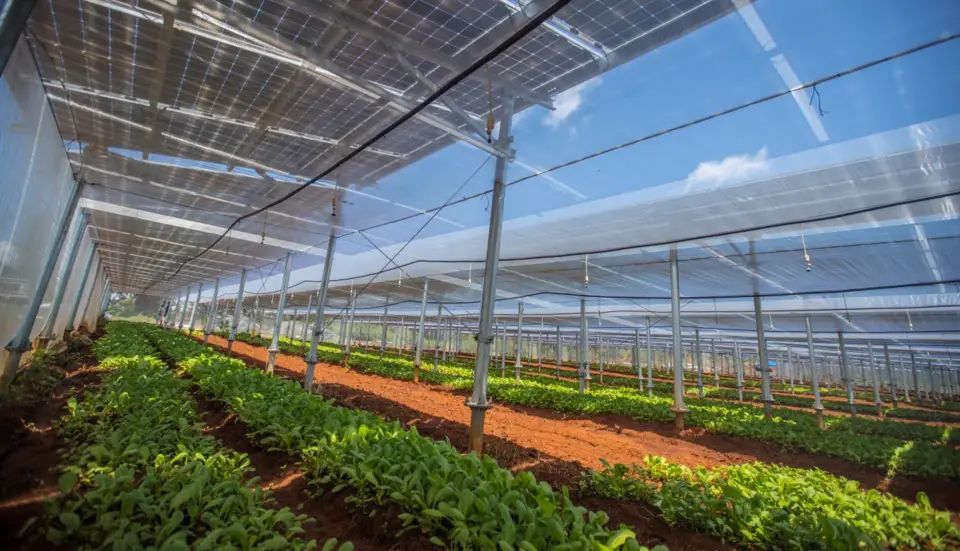 A photovoltaic-vegetable project is put into operation in Fuchang village, Qiongshan district, Haikou, south China’s Hainan province, Aug. 24. Photo by Liu Yang, People’s Daily Online