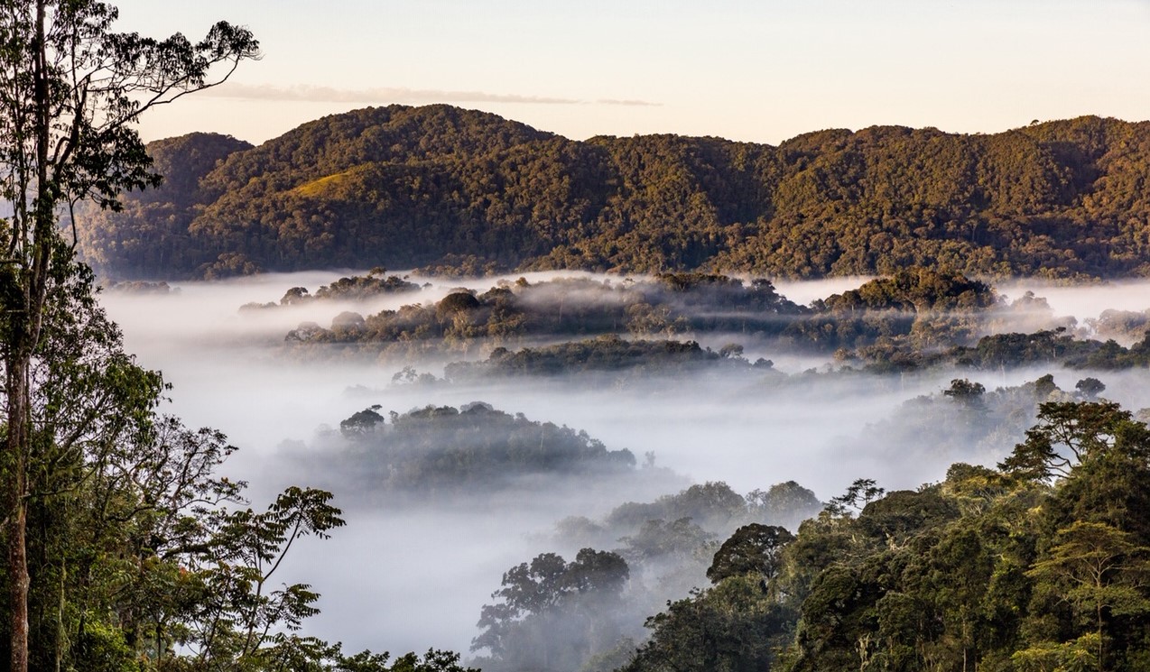 Nyungwe National Park, Rwanda © Marcus Westberg