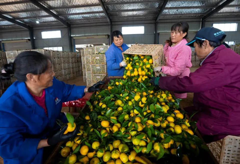 Farmers pick mandarin oranges to be exported at a plantation base in Yushui district, Xinyu, east China’s Jiangxi province, Oct. 7. Photo by Zhao Chunliang, People’s Daily Online