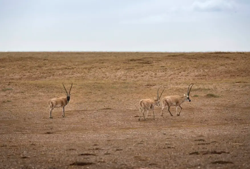 Photo taken on Sept. 23 shows Tibetan antelopes in the Hoh Xil National Nature Reserve in Northwest China's Qinghai Province. Photo by Tang Dehong/People's Daily Online