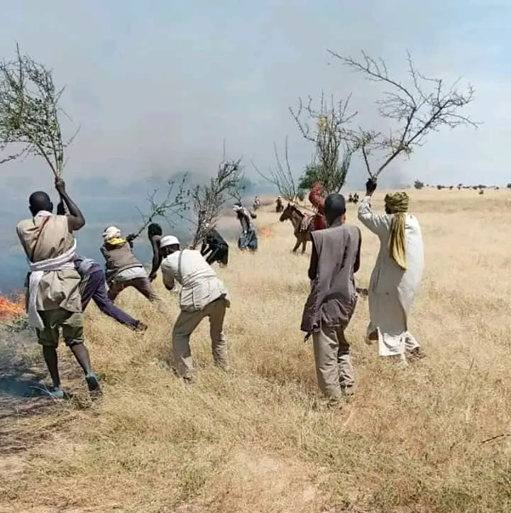 Tchad : des animaux calcinés dans un feu de brousse à Ouadi-Rimé